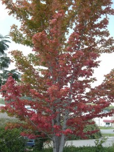 Lots of reds and greens...