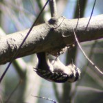 Female downy woodpecker