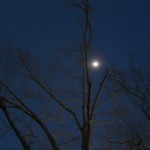The moon through the trees!