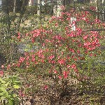 Our blooming azalea