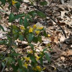 Goldenrod?  Not sure