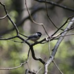 Carolina Chickadee