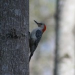 Female red-bellied woodpecker