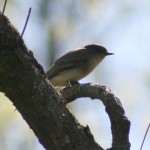 Eastern Phoebe