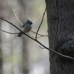 Tufted titmouse