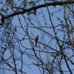 Male cardinal