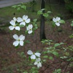 resized_img_3624