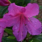 resized_img_3630