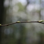 resized_img_3632