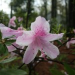 resized_img_3635