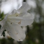 resized_img_3643