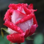 resized_img_3664