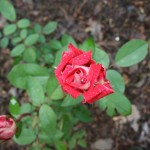 resized_img_3666