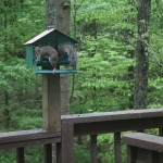Squirrel proof-but he found a way!!!!!!!!!