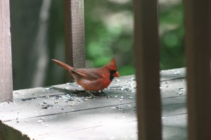 resized_img_4115