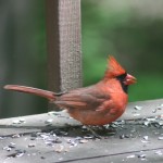 resized_img_4116
