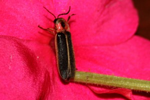 firefly-pink-flower-1