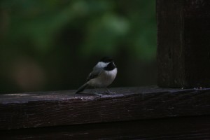 IMG_8978