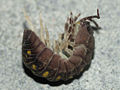 pillbug