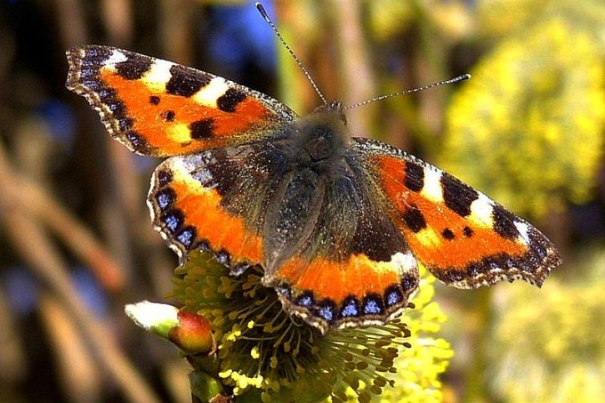 butterflysmall.jpg