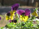 pansies on my front porch
