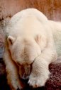 Polarbear
